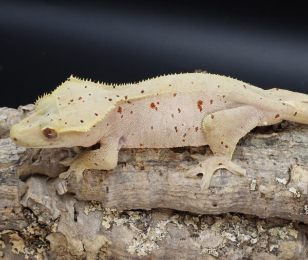 "Kleiber" Female Red Spot Dalmatian