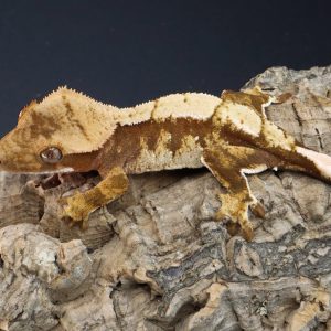 Fernley red based male crested gecko