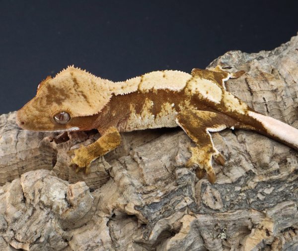 Fernley red based male crested gecko